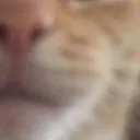 HT_cAT2 Discord Emoji