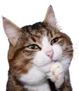 catthinking catthinking