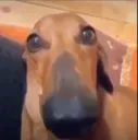 doog doog