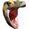 KomodoHype Discord emoji