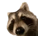 racco racco