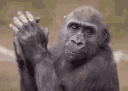 ClappingMonkey