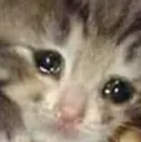 Extremely_Sad_Cat Discord Emoji