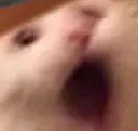 pp3