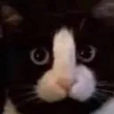 cat_pp