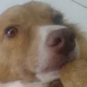 woof woof
