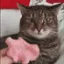 cat_kittywoah