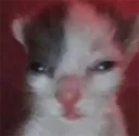 bruhcat