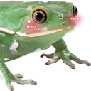 frogblush frogblush