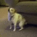 twerk_dog