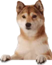 shibaohhai shibaohhai