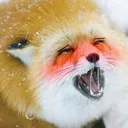ahegaofox