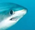 Sadshark Sadshark