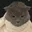 catfade
