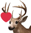 deerheart