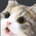 CatWow
