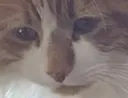 suffer