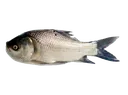 catlafish1_1