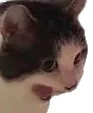 yellatbrain yellatbrain