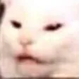 confusedcat confusedcat