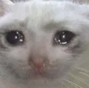 sadcato
