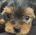 Pepper