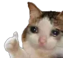 CatOkFine