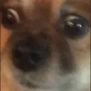 DogeHuh