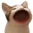 cat_nom