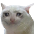 sad_cat Discord emoji