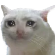 sad_cat