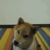 waveyshibe