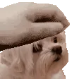 PETTHEmanu