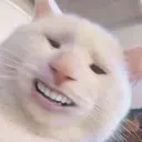 Cat1 cat1 Discord Emoji