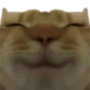 z_catkith