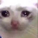 sadcat