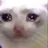 :sadcat: sadcat