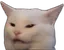 shafvagecat