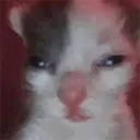 catflomp