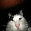 catOrRat