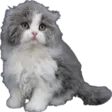 lirikWho lirikWho