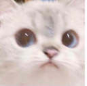 cutekhushi