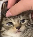 bruh