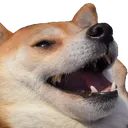 DoggoLaugh DoggoLaugh