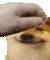 dogepat