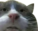 Bruh Cat bruhcat Discord Emoji