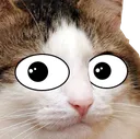 stare