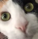 stares