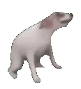 dogedance
