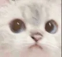 ACatWhat